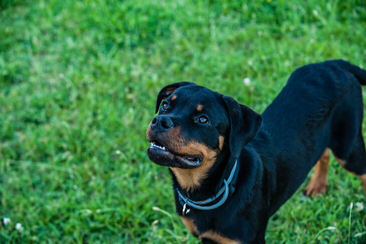 Rottweiler Growth & Weight Chart: Everything You Need To Know | Pawlicy ...