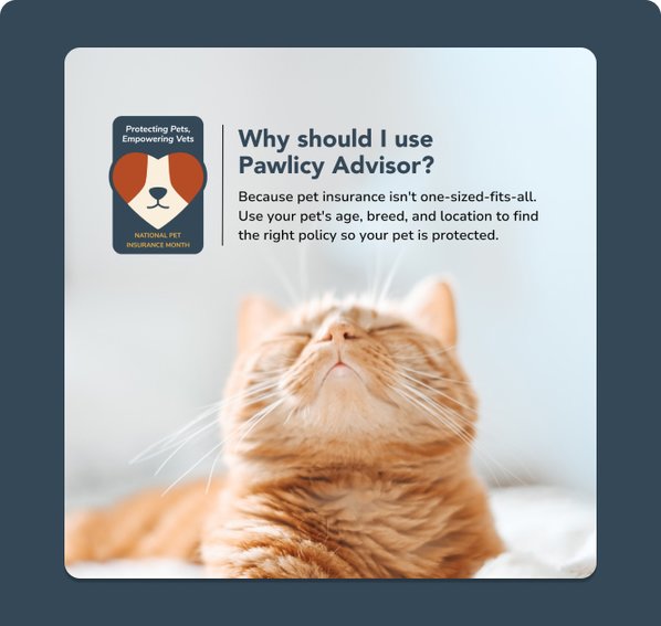 National Pet Insurance Month: Free Resources for Veterinary Teams ...