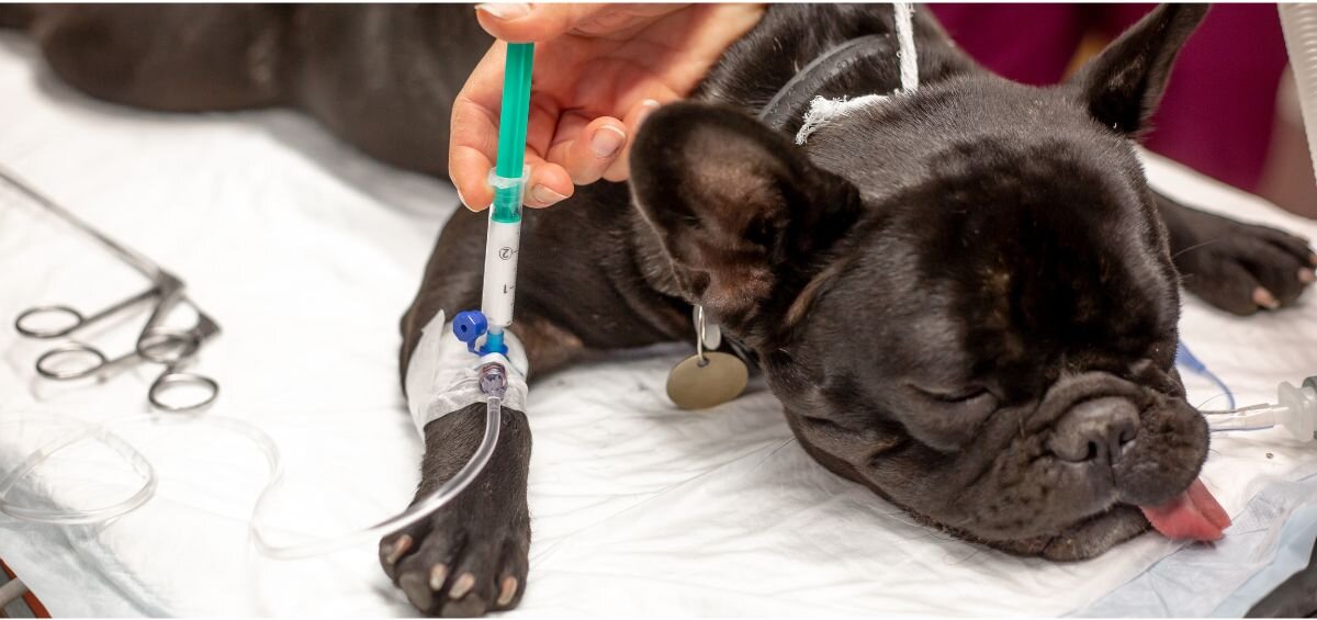 Does Pet Insurance Cover Surgery? | Pawlicy Advisor | Pawlicy Advisor