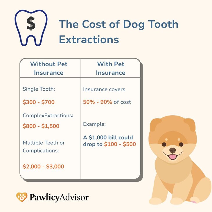 How Much Do Dog Dental Extractions Cost? | Pawlicy Advisor