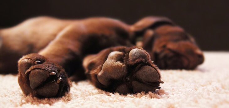 Top 100+ Chocolate Lab Names For Male & Female Puppies | Pawlicy Advisor