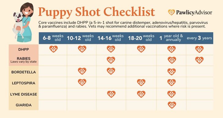 Puppy Vaccine Schedule For First-Year Shots [PDF Chart] | Pawlicy Advisor