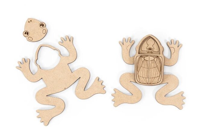 Using Glowforge to Explore Biology Concepts | Glowforge