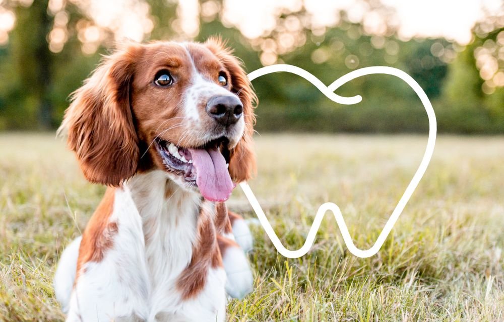 dog-supplies-pet-chemist-online