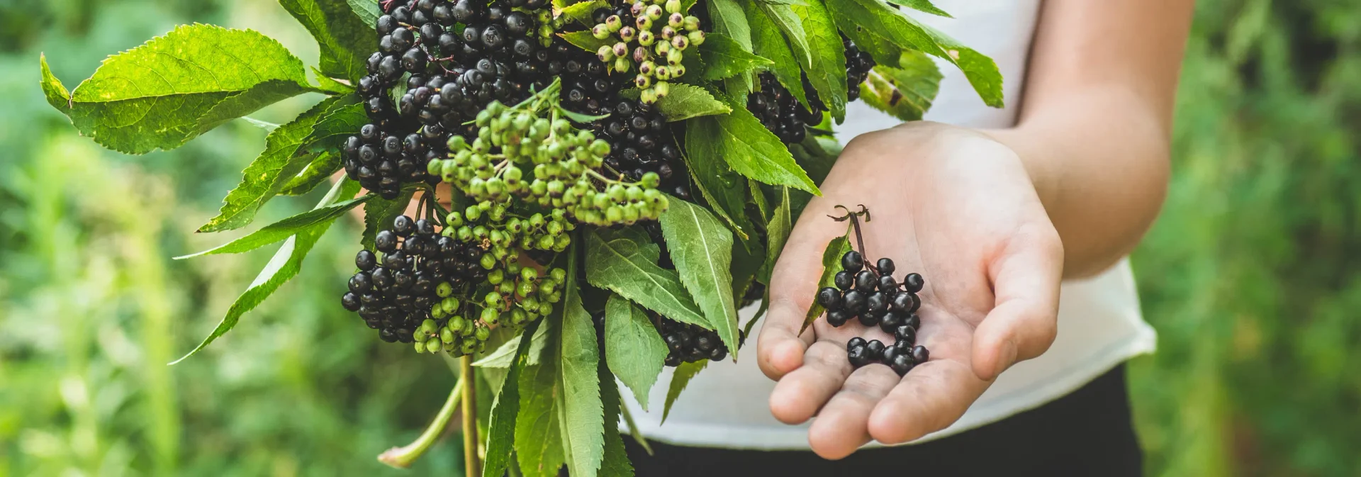 What Is Elderberry? Benefits, Side Effects, Dosage, and More