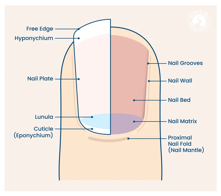 Vertical Ridges on Nails: Is It a Vitamin Deficiency?