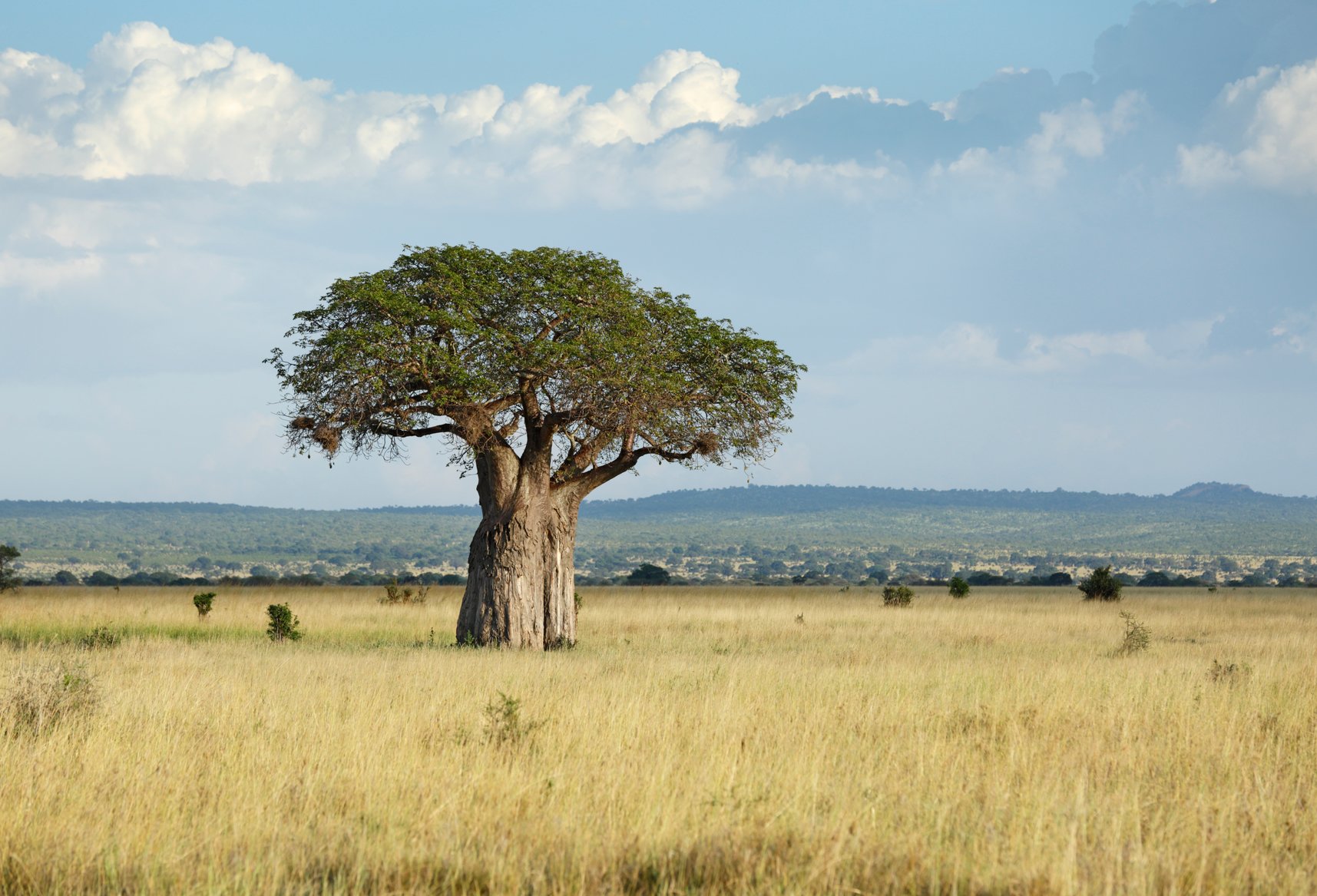 Baobab Fruit Benefits, Dosage, Side Effects, & More