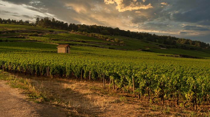 Great Value White Burgundy 2024 - Jeroboams
