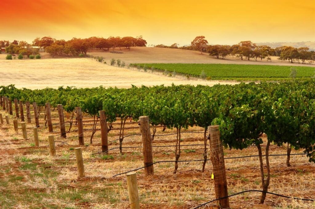 A deep dive into South Australia: Barossa Valley wine - Jeroboams