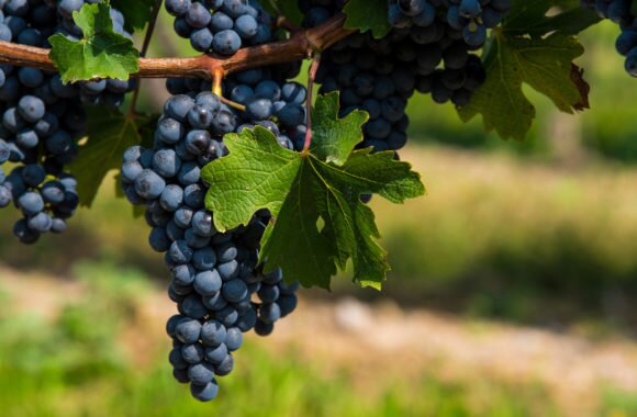 A guide to Burgundy’s main grapes - Jeroboams