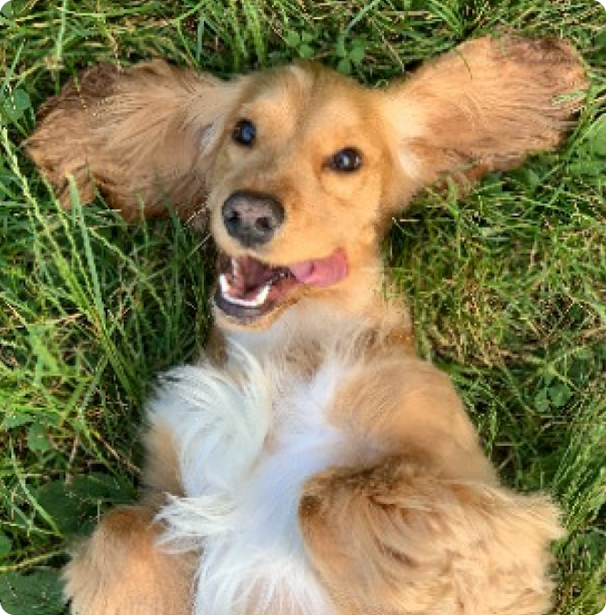 dog in grass