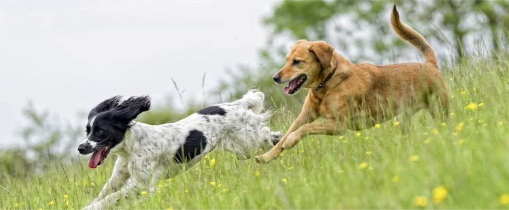 dogs running down a hill