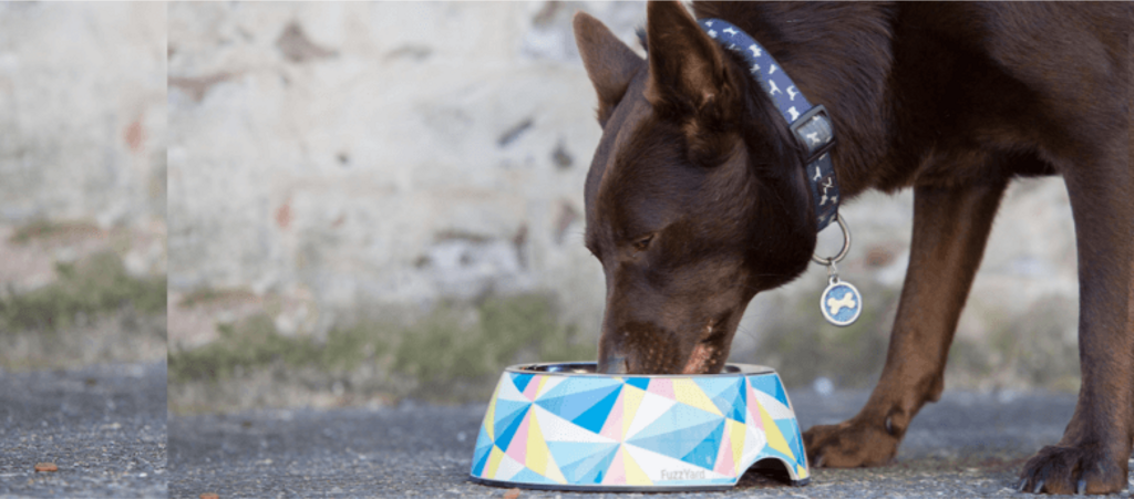 dog eating from colourful bowl