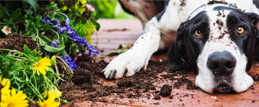 dog covered in dirt lying next to garden bed 