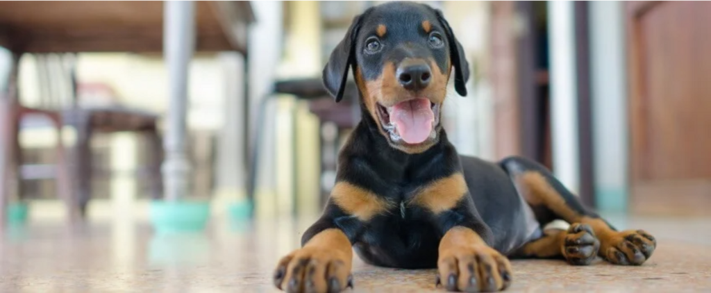 yawning doberman puppy