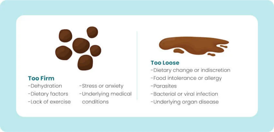 image of pet poo that's too loose and too firm