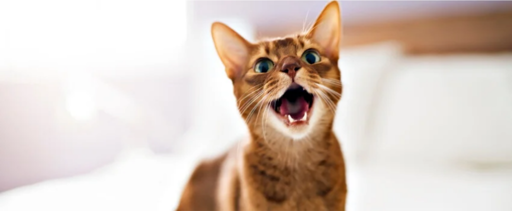 cat with open mouth meowing
