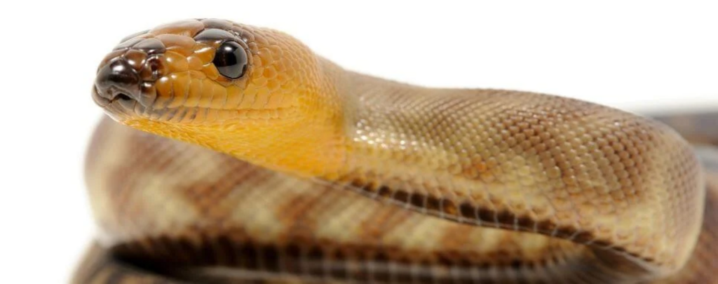 woma and black headed python