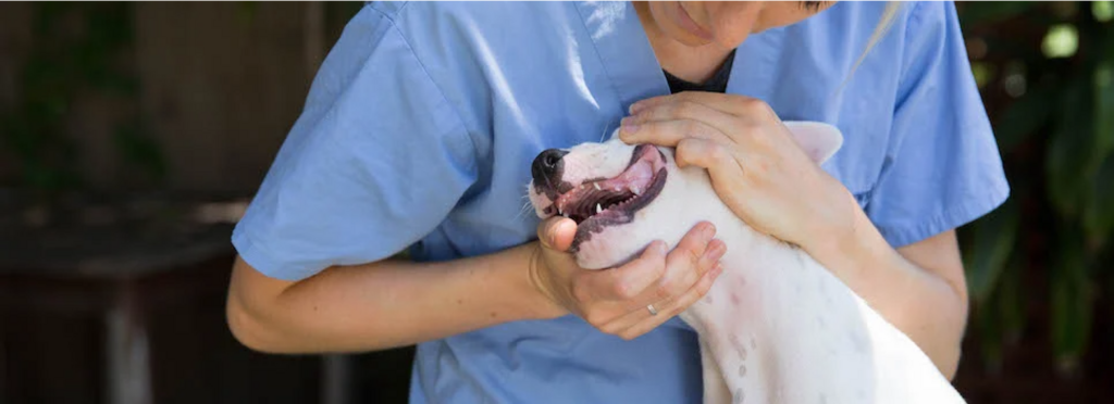 vet examining a white puppy's teeth
