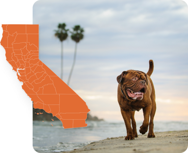 Big chocolate colored French Mastiff next to a California state icon