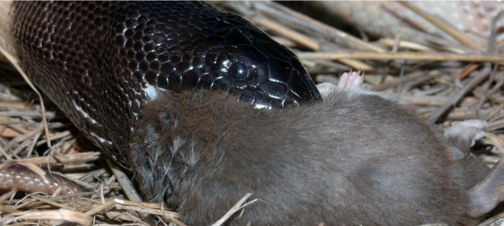 black headed python eating mouse