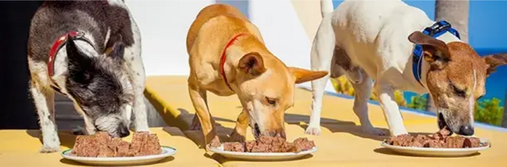 3 dogs eating wet food off plates