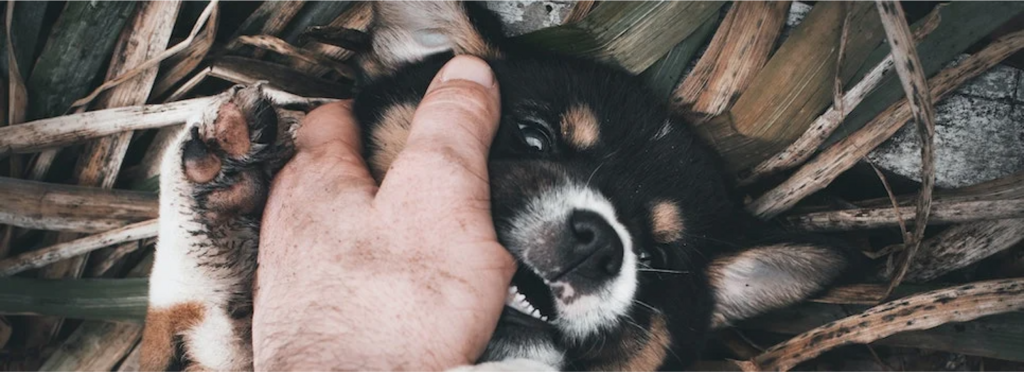 black and tan puppy biting someone's hand