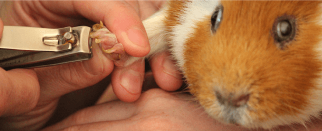 guinea pig having nails clipped