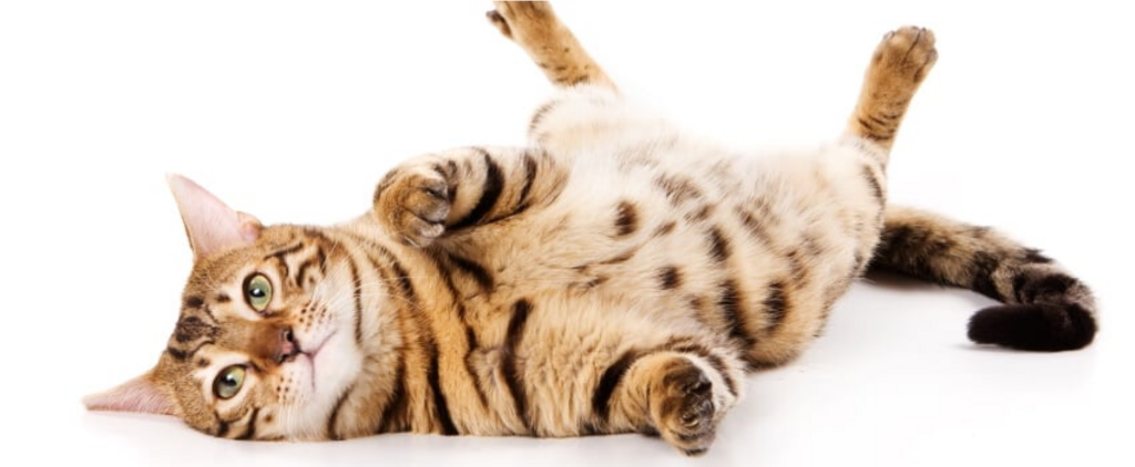 cat rolling on back