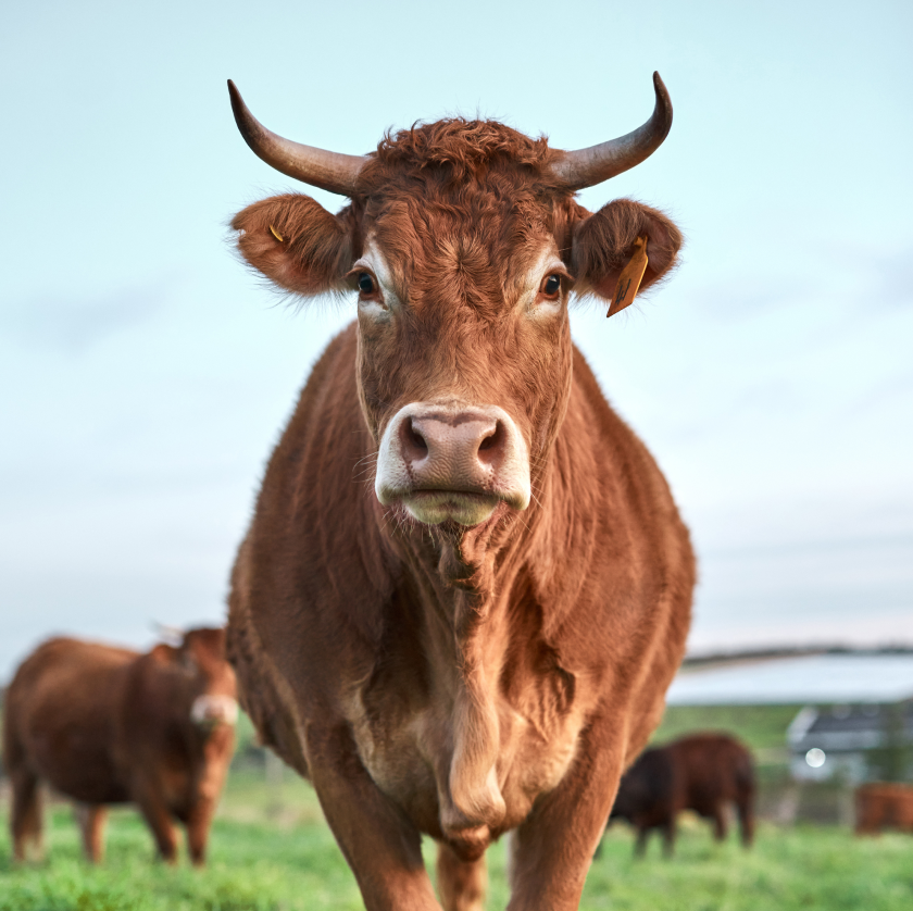 Animal feed application