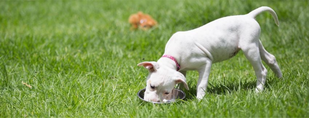 puppy eating from metal bowl on grass