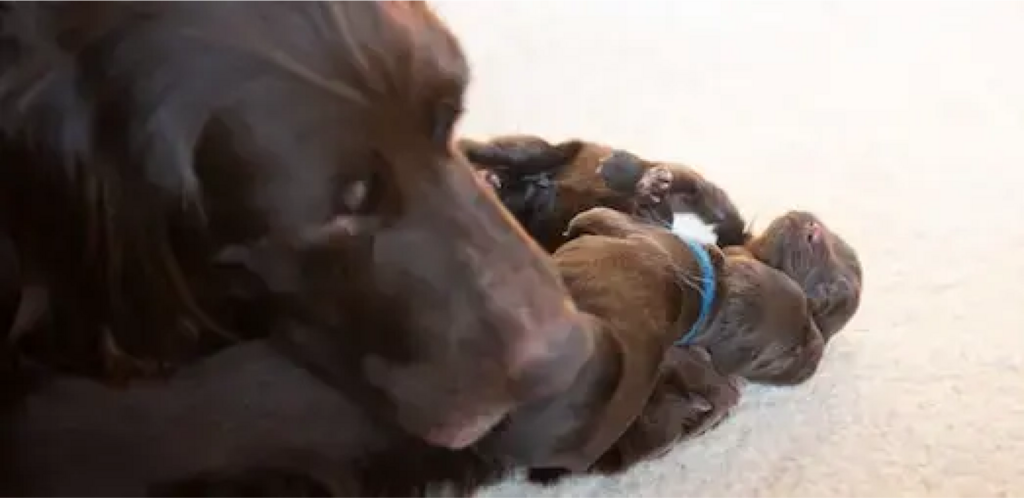 chocolate labrador with litter of puppies