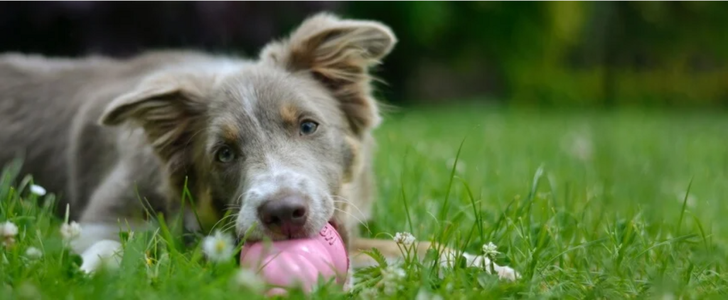 kelpie chewing on a kong