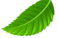 Decorative leaf
