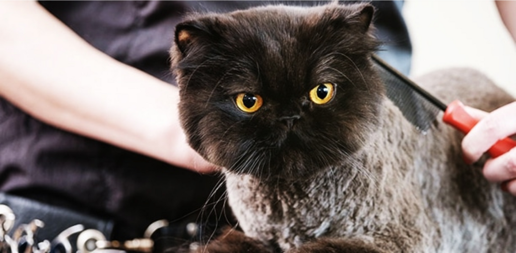 black cat being groomed