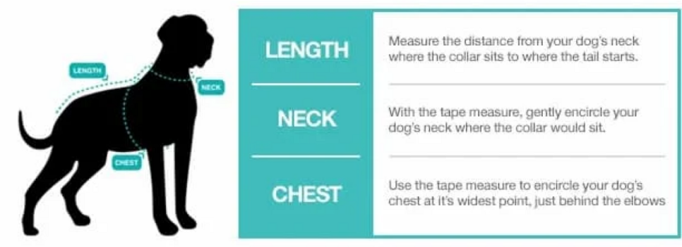 dog size diagram
