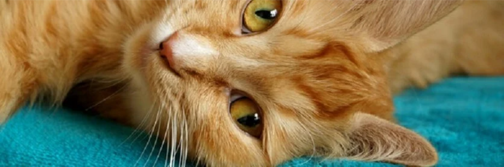 ginger cat looks at camera