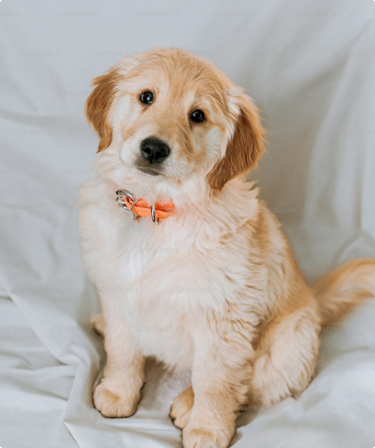 Happy pet with owner