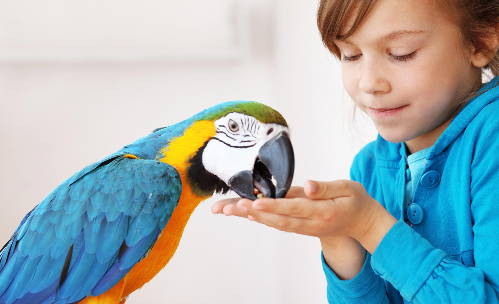 A child learning Bird Care Basics by feeding a parrot