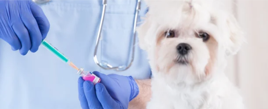 dog at vets about to receive a vaccination