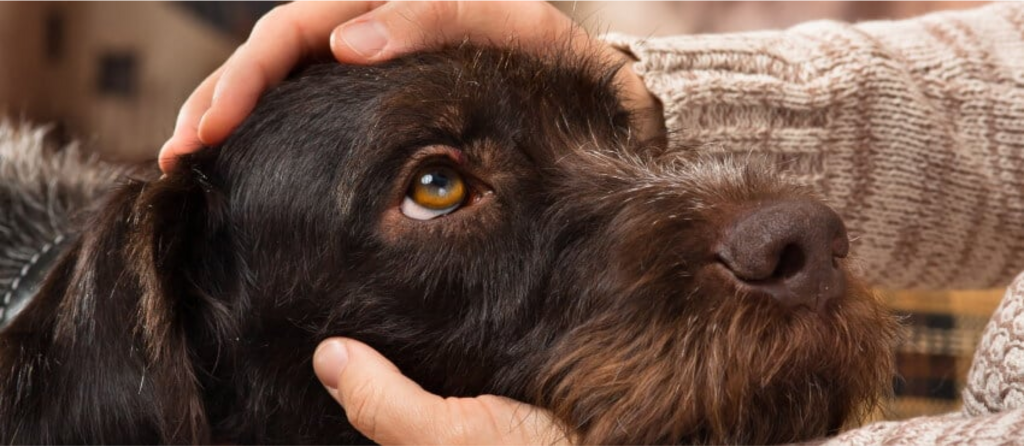 brown dog looking at person who is cradling their head