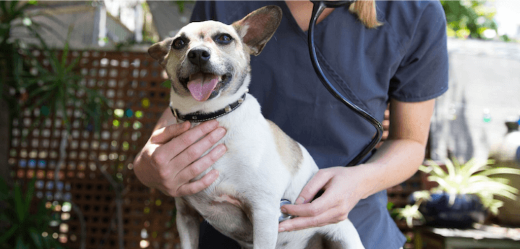 vet listening to dog's chest with stethoscope