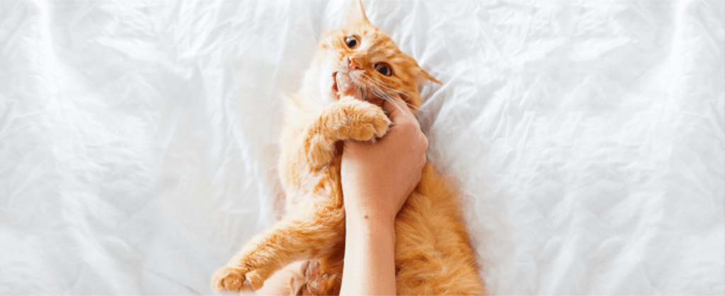 cat biting person's hand