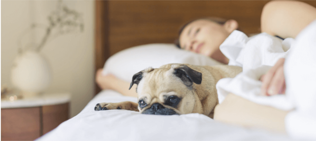 pug sleeping in human bed