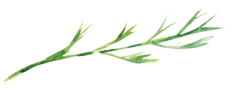 Decorative Flourish