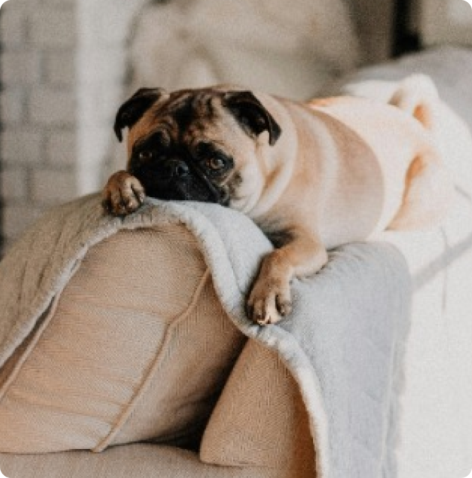 pug on couch