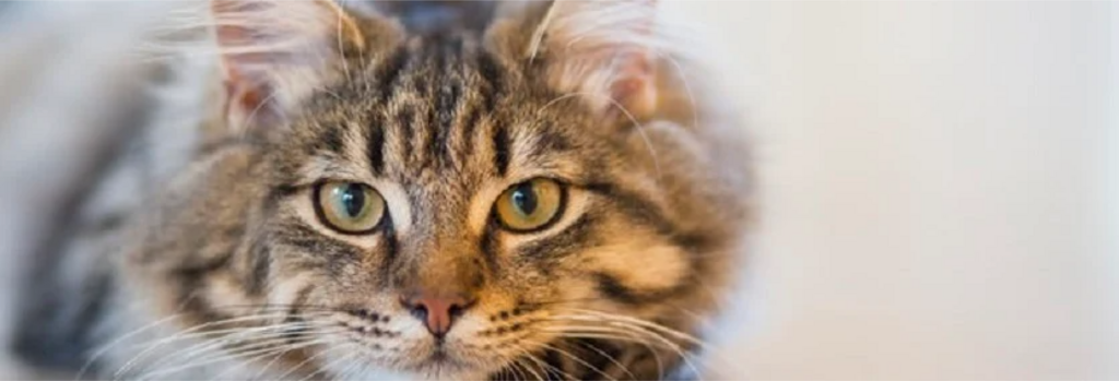 tabby cat looks at camera