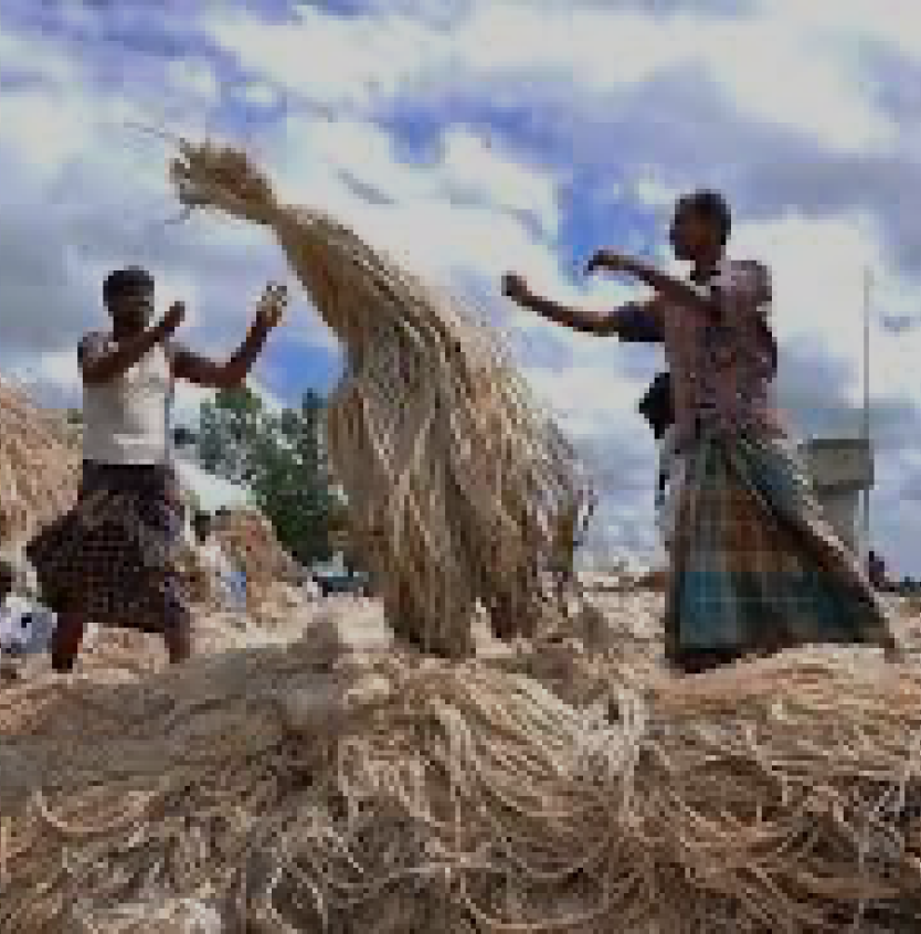 Jute and sustainability