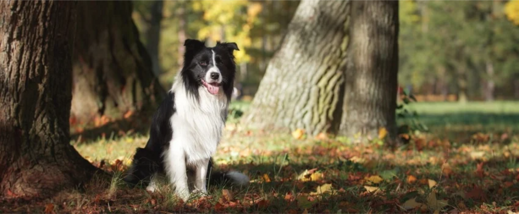 border collie in forest