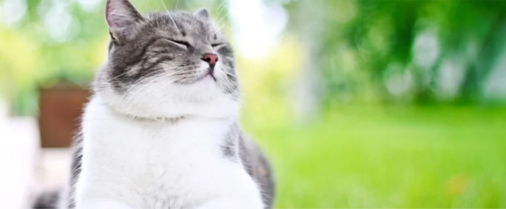cat with eyes closed